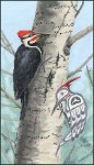 (image for) Woodpecker